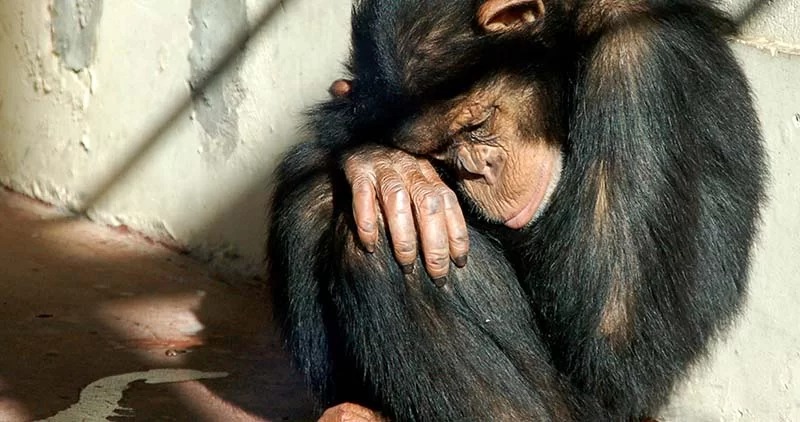 Not For Sale – End the Trade in African Primates thumbnail