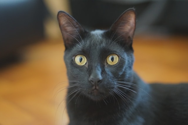 Royal Society for the Prevention of Cruelty to Animals (RSPCA) thumbnail