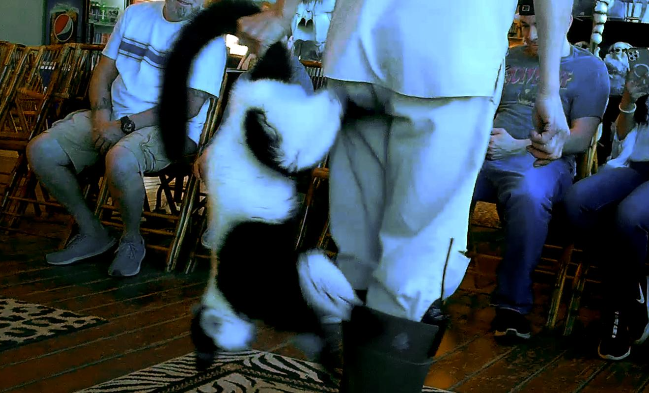 Sign the pledge to protect captive wild animals thumbnail