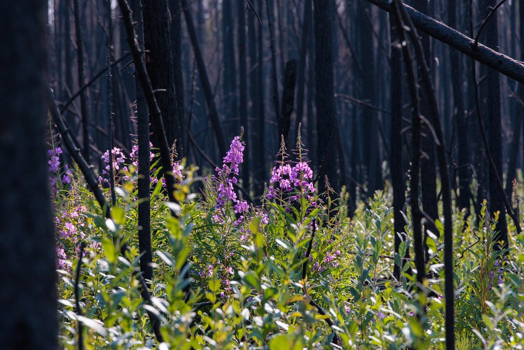 Blog: A Path Forward for Indigenous Wildfire Operations and Resource Sharing  thumbnail