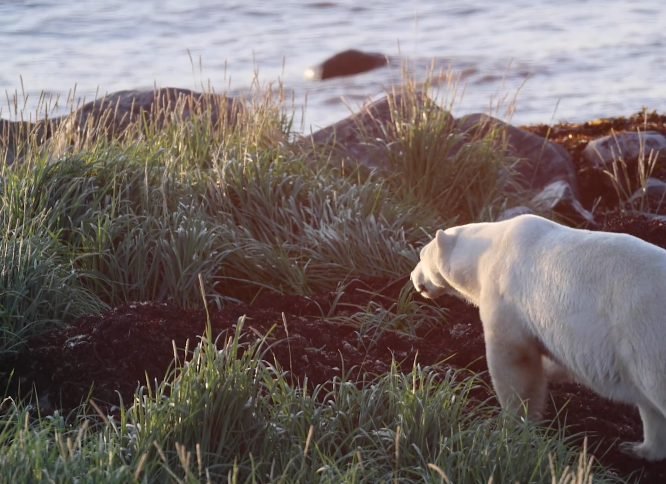 Major Steps to Protect the Seal River Watershed: Press Release thumbnail