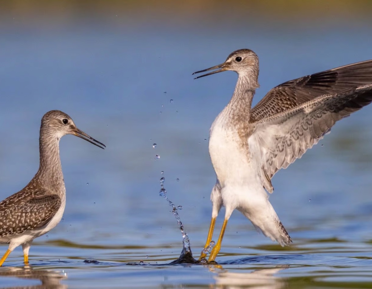 The Narwhal: North America lost 3 billion birds in 50 years. An Indigenous-led plan could protect a place where they’re thriving thumbnail