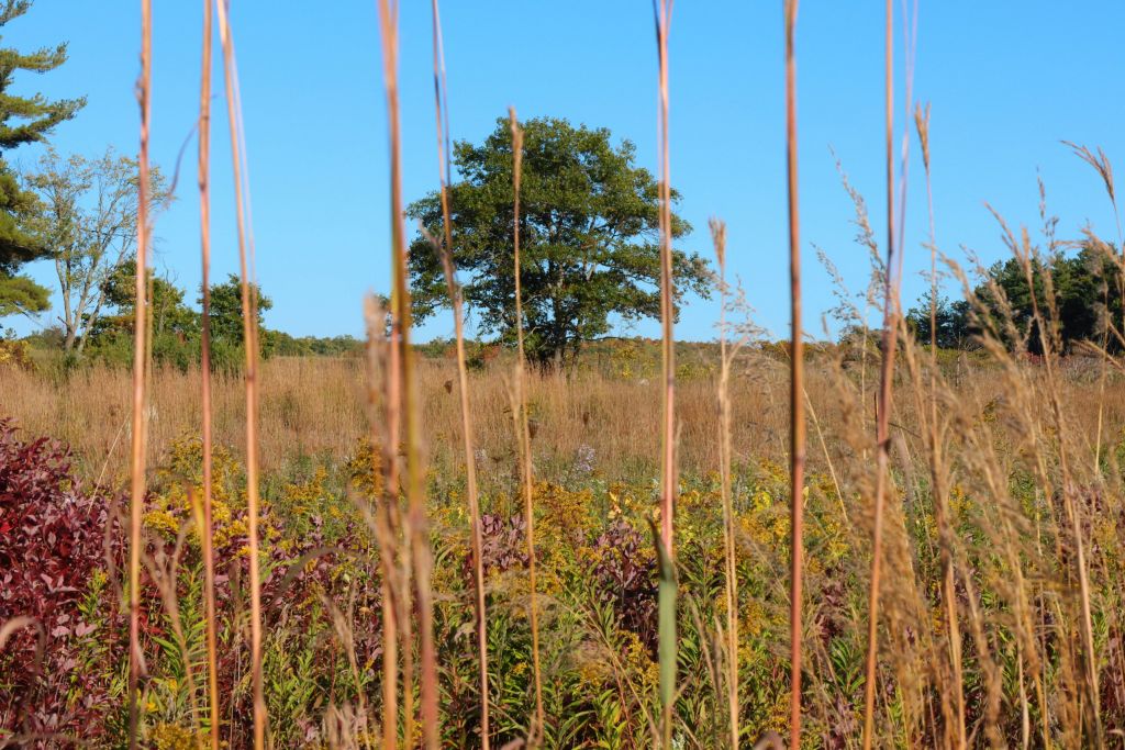 The Narwhal: A First Nation’s prairie grows in Ontario, then burns | The Narwhal thumbnail
