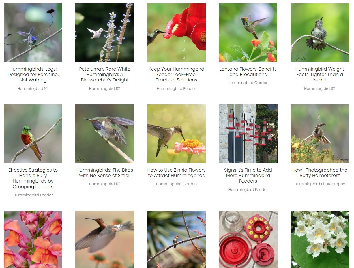 Blog  (hummer  101, feeder, garden photography) thumbnail