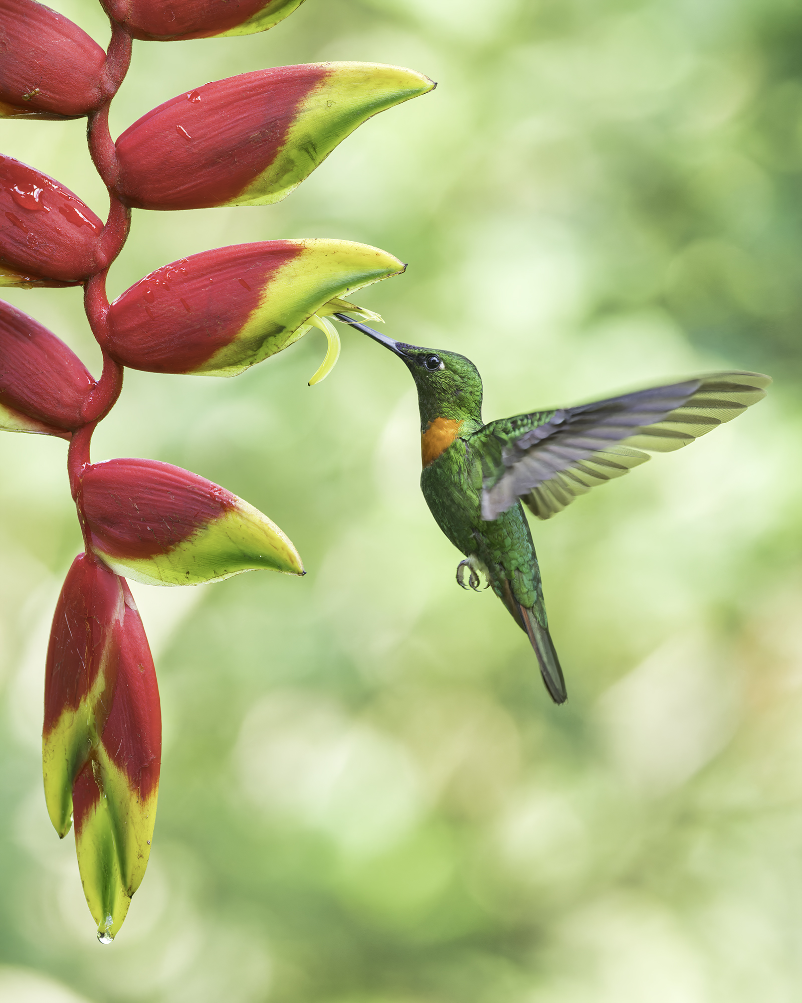 Hummingbirds he photographed (205) thumbnail