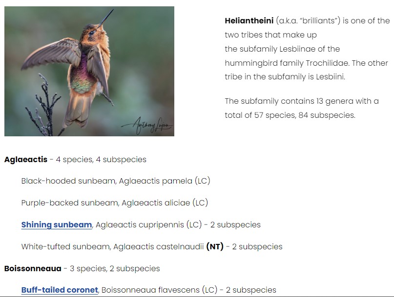 List of all 365 species of hummingbirds thumbnail