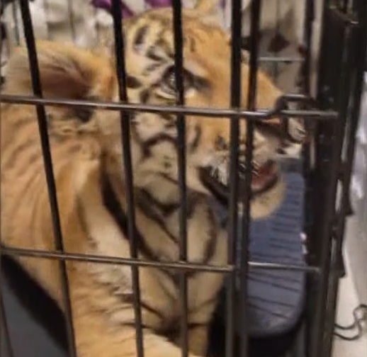 Phoenix man facing felony charge after trying to sell tiger cub thumbnail