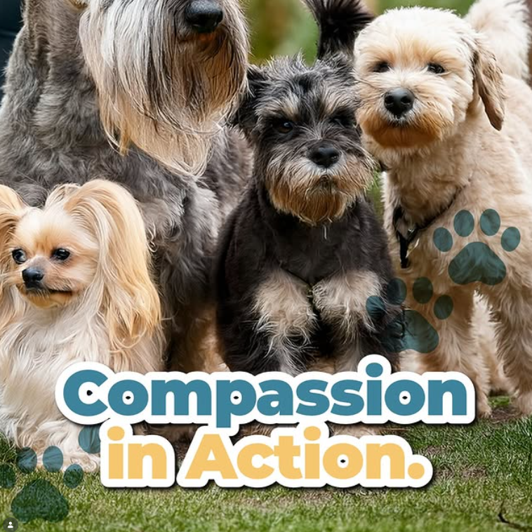 Help Wilma's Wags Support Families and their Pets thumbnail