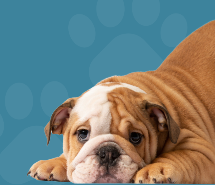 Donate Here! ( Zeffy ) thumbnail