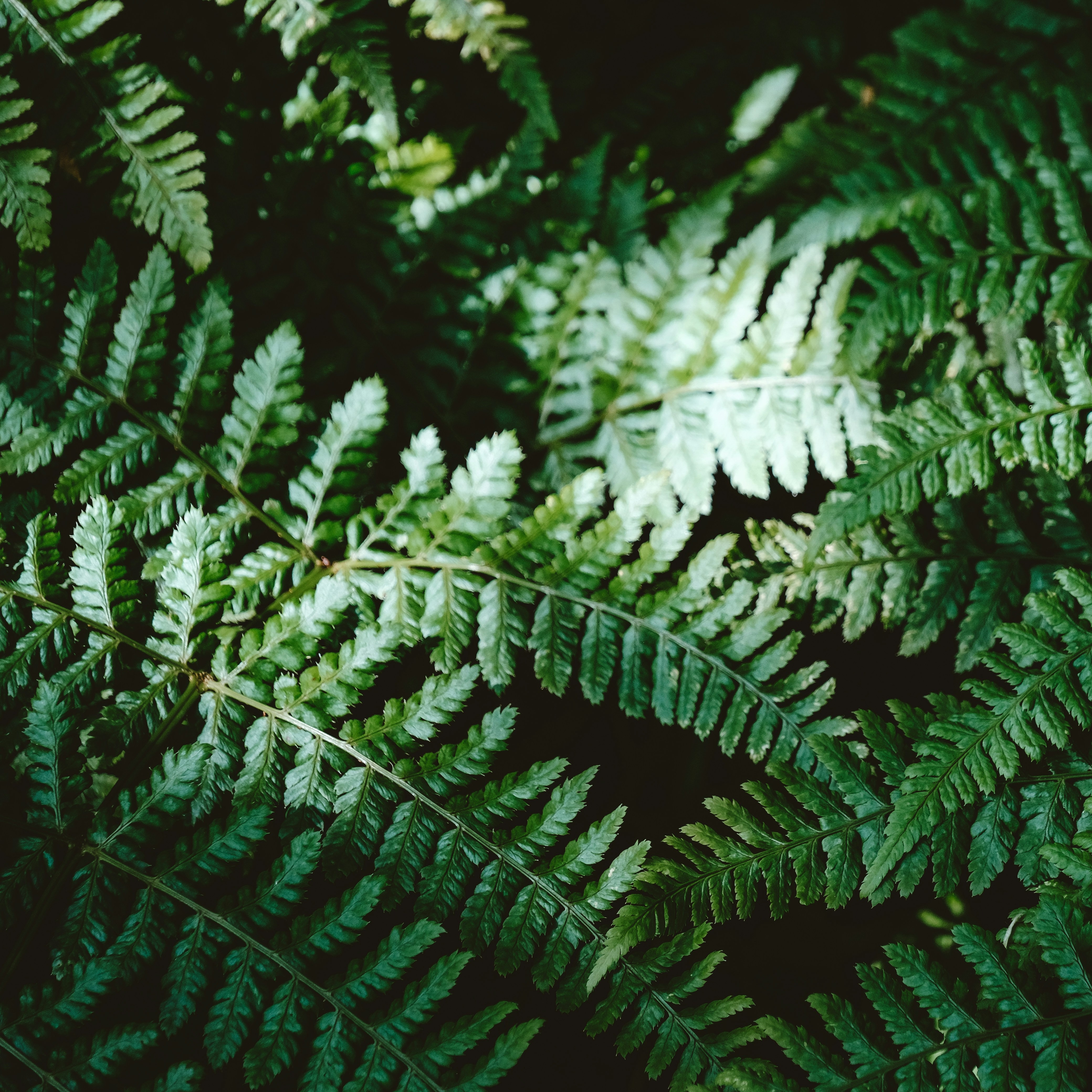 Nature Therapy thumbnail