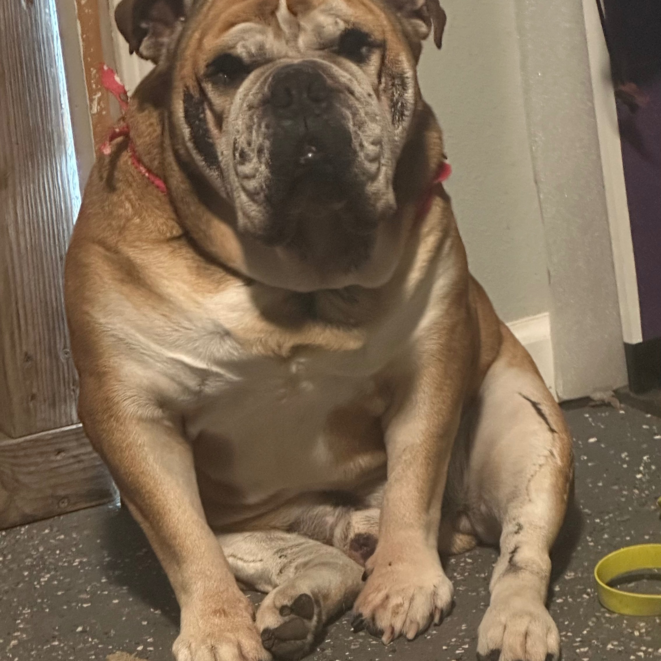 Pet Care Services thumbnail