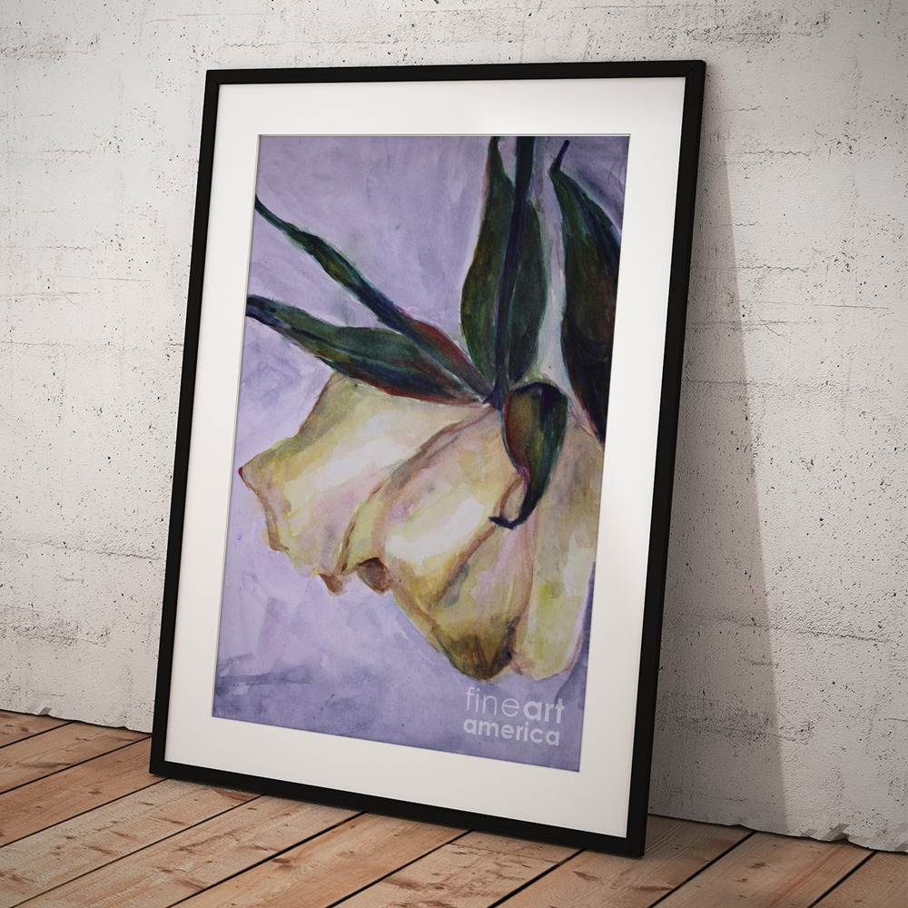 White Rose Drying Framed Print by Elizabeth Mayoleth thumbnail