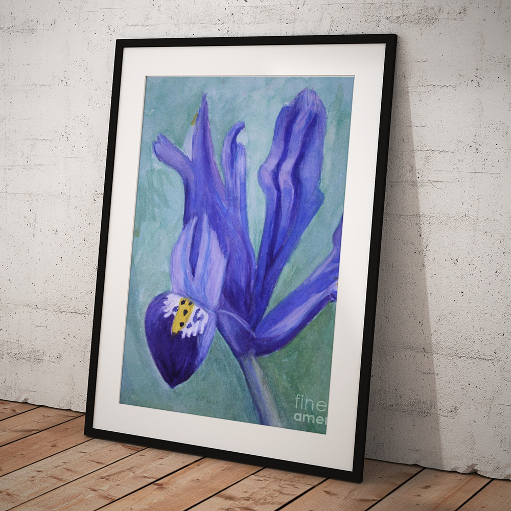 Iris in Bloom Art Print by Elizabeth Mayoleth thumbnail