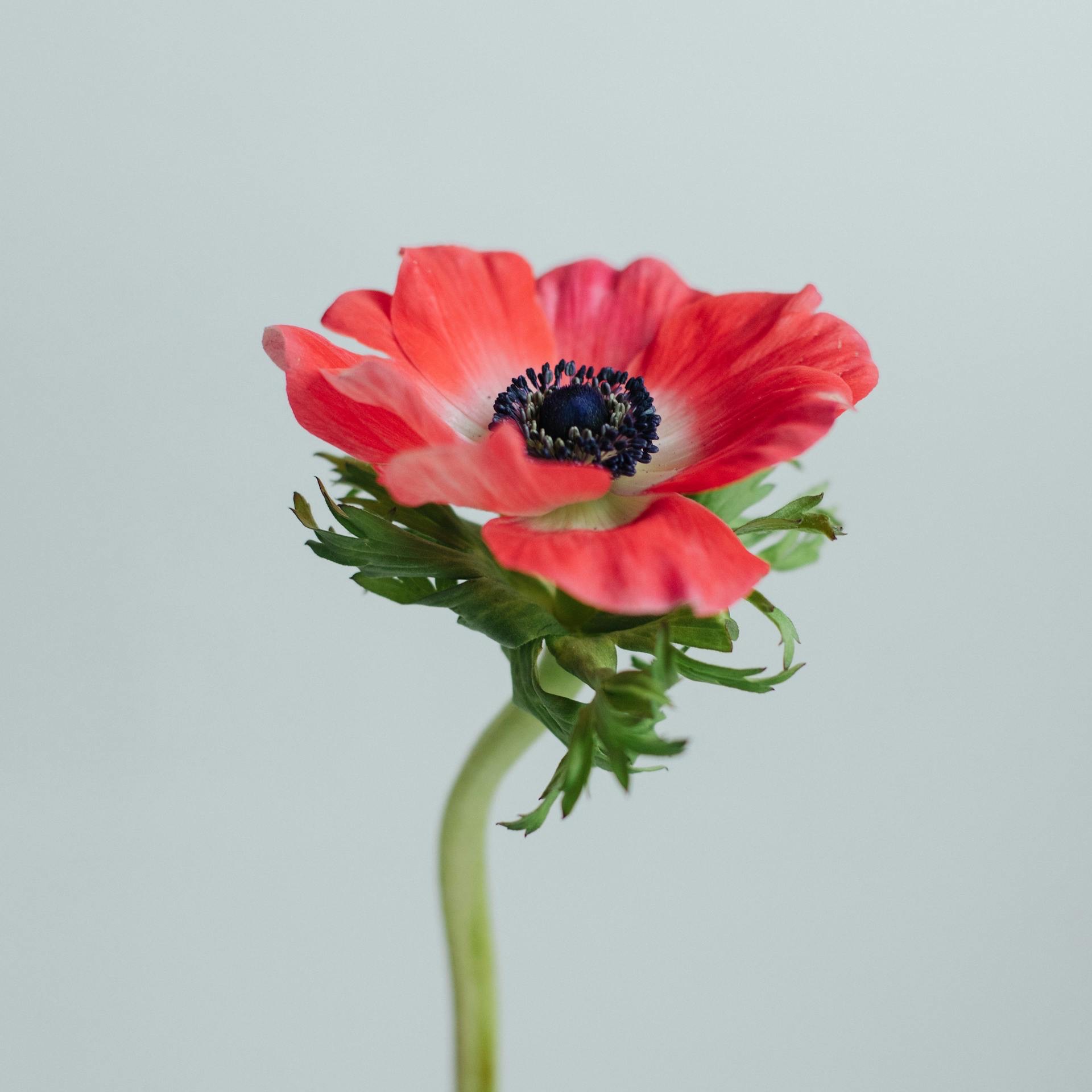 Book a Free Vision Call. thumbnail