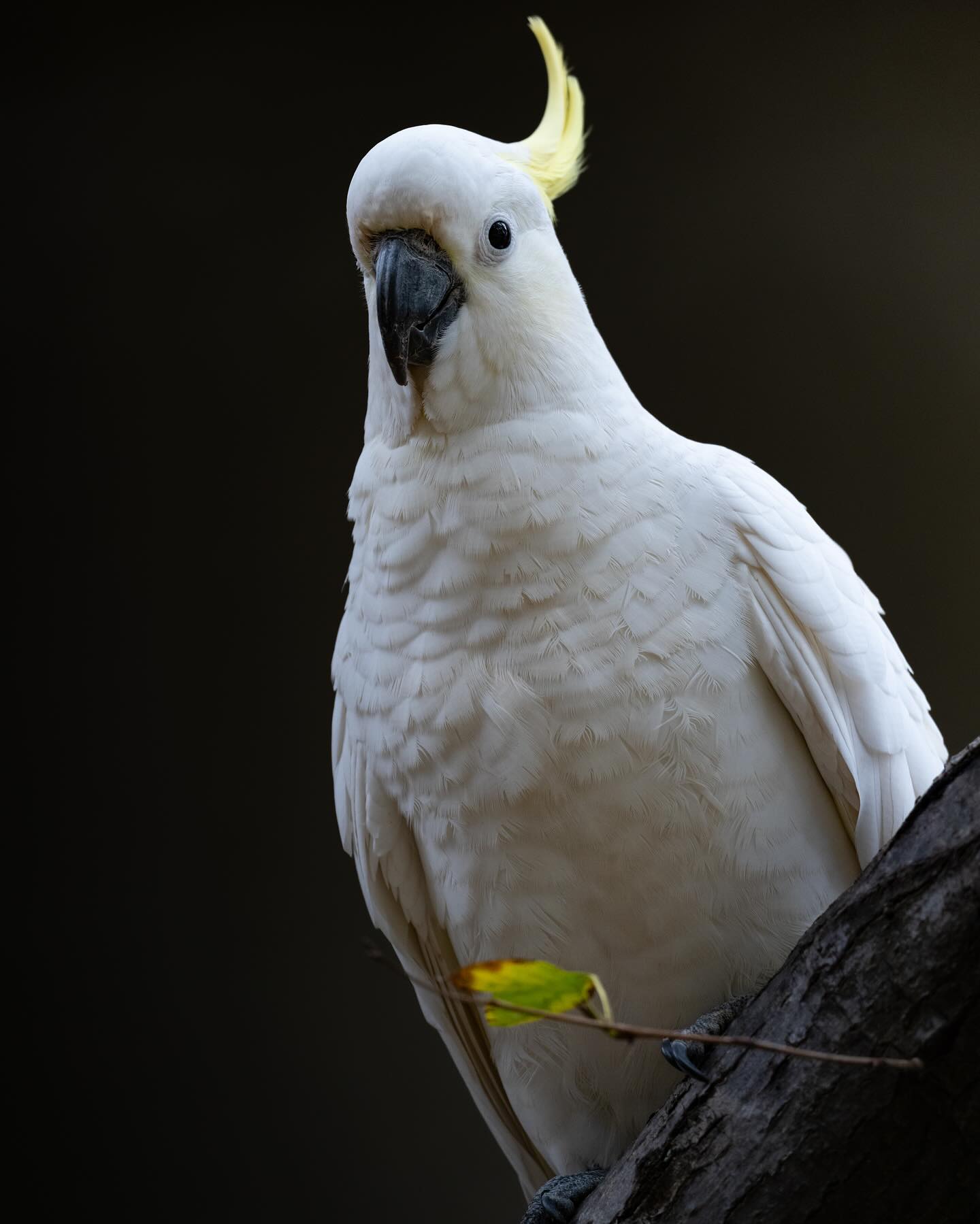 Getting cocky...

My first bird photos on the Leica SL3 with Vario Elmar SL 100-400mm

#birdsofinstagram 
#wildlifephoto