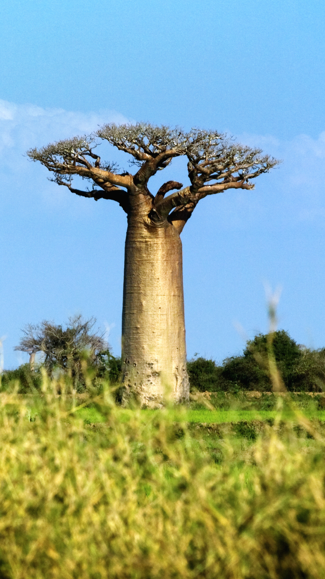 The Baobab Sessions Podcast  thumbnail