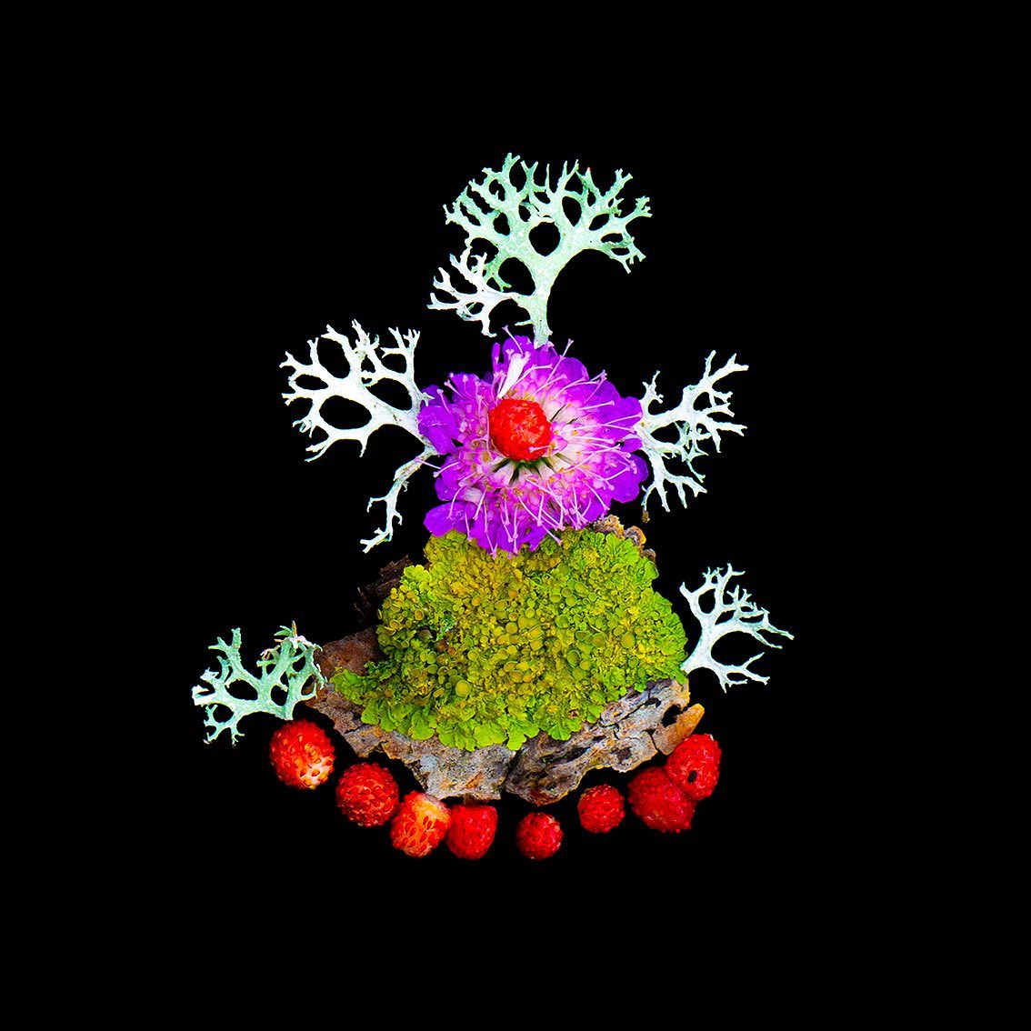 Маланка | Thunderstorm
На востраве Турмас можна бясконца разглядаць імхі і лішайнікі на векавых дрэвах і камянях эпохі