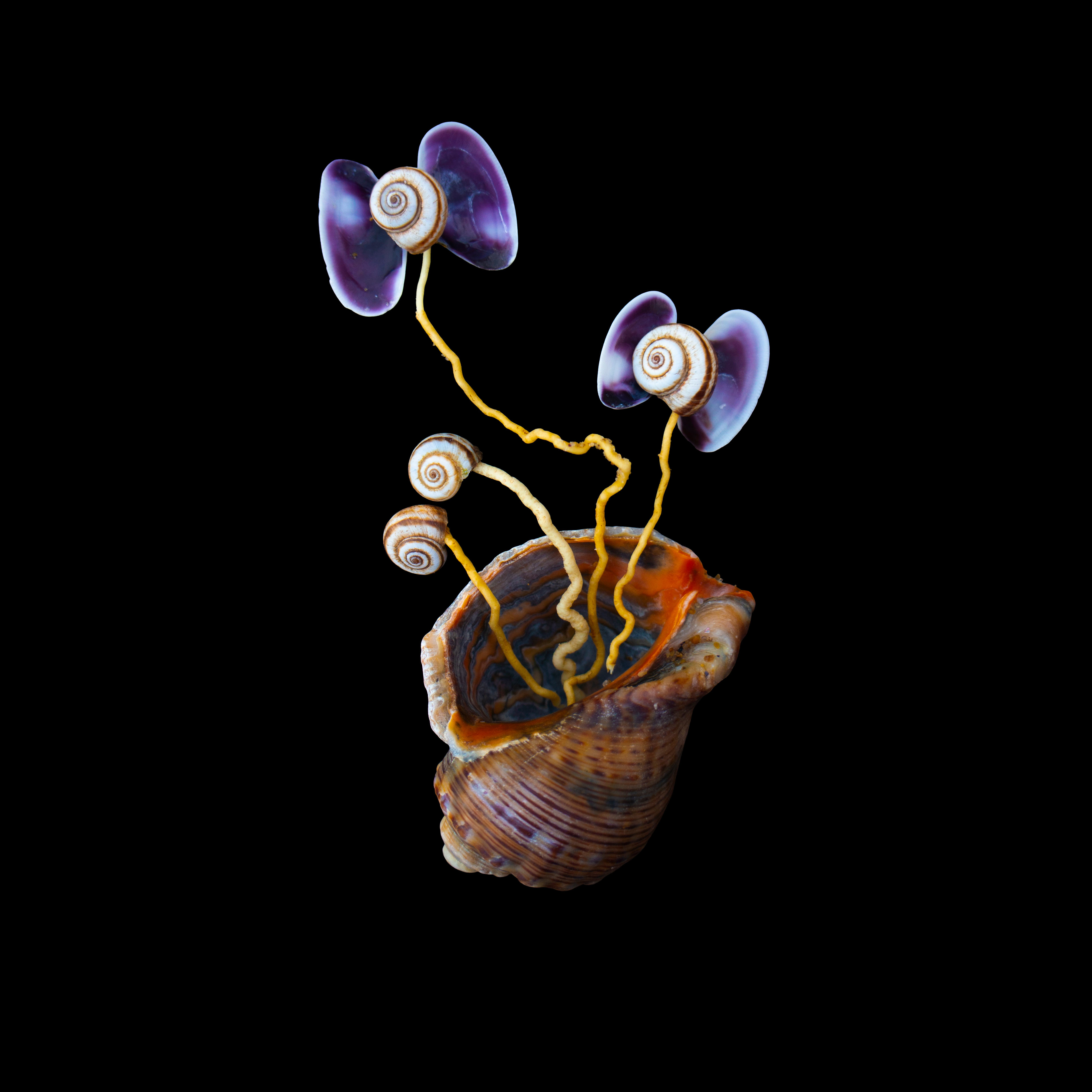 Kotkaverse ◉ Virtual Exhibition Endo-Exo thumbnail