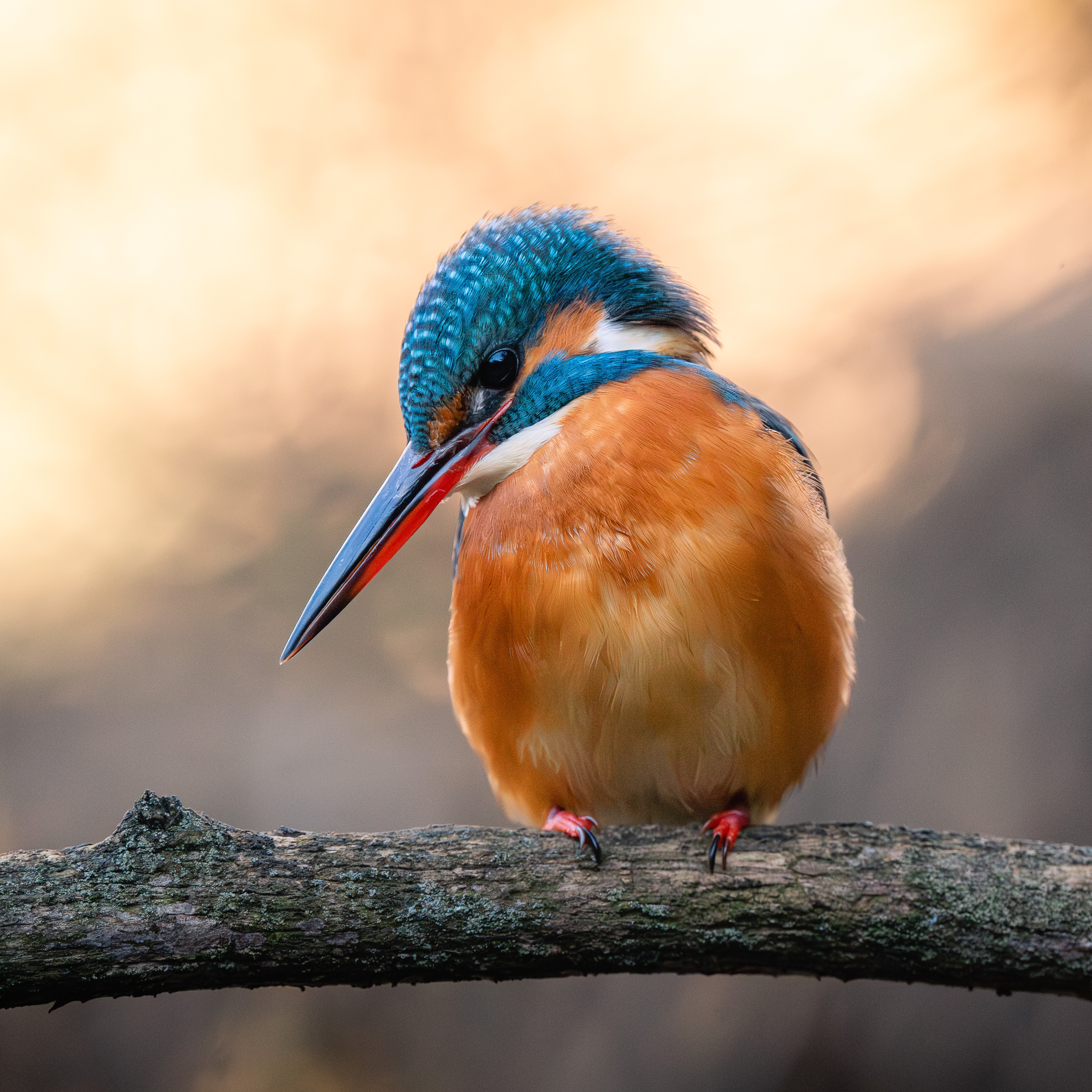 Conoce mi proyecto  thumbnail