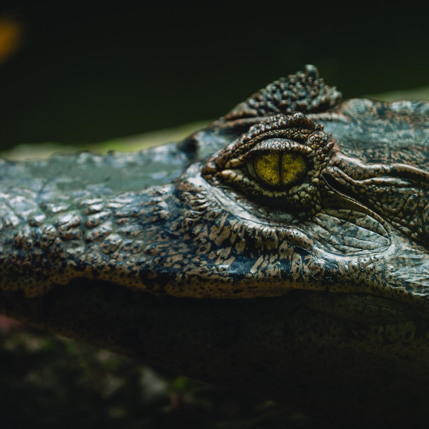 Historias de fauna thumbnail