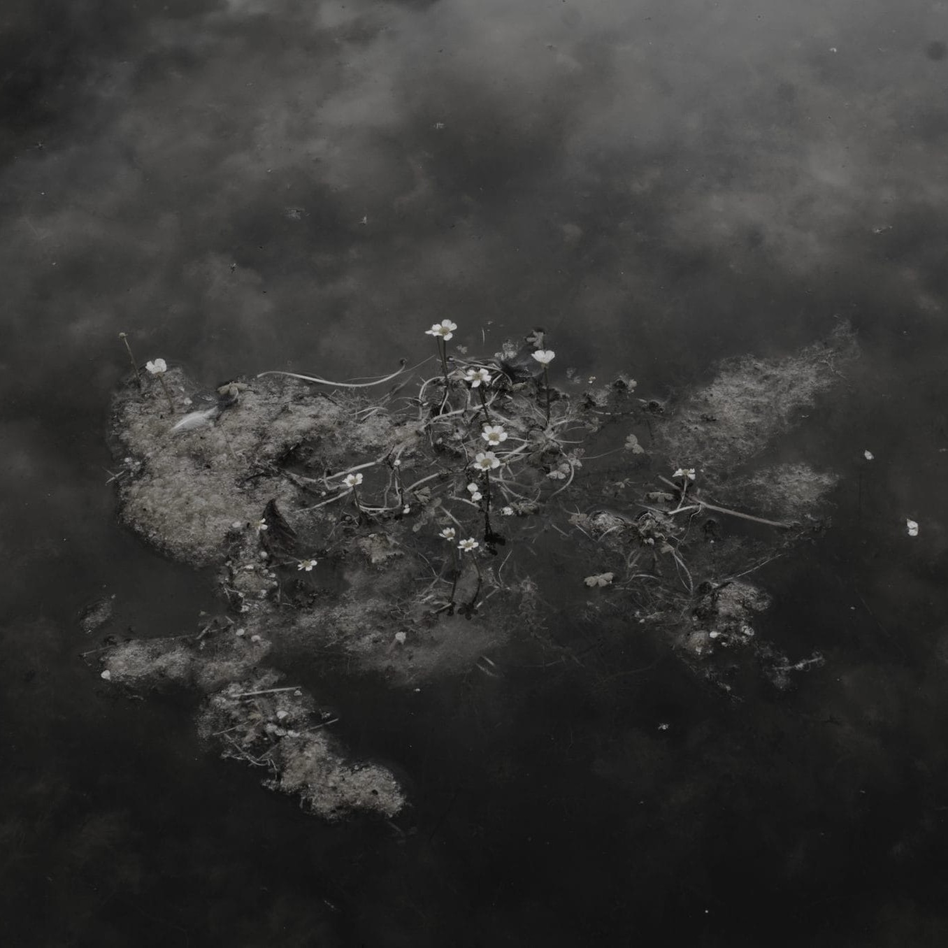 bergholt | Linktree thumbnail
