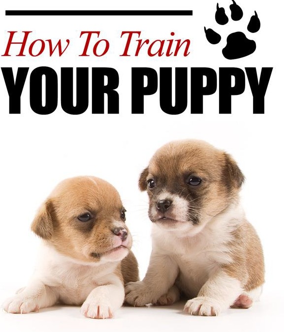 Como Treinar seu Doguinho  thumbnail