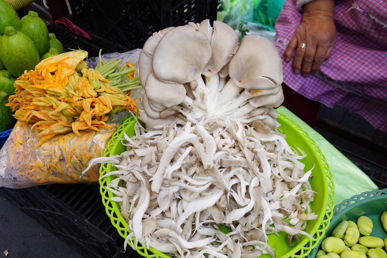 Hongos, la memoria viva de la tierra mexicana - T Magazine México thumbnail
