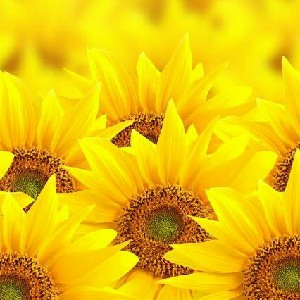 Mentoria Completa Peonia + Call individual e grupo de suporte 24 horas thumbnail