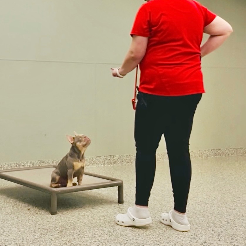 Stay & Train at Red Dog Boston thumbnail