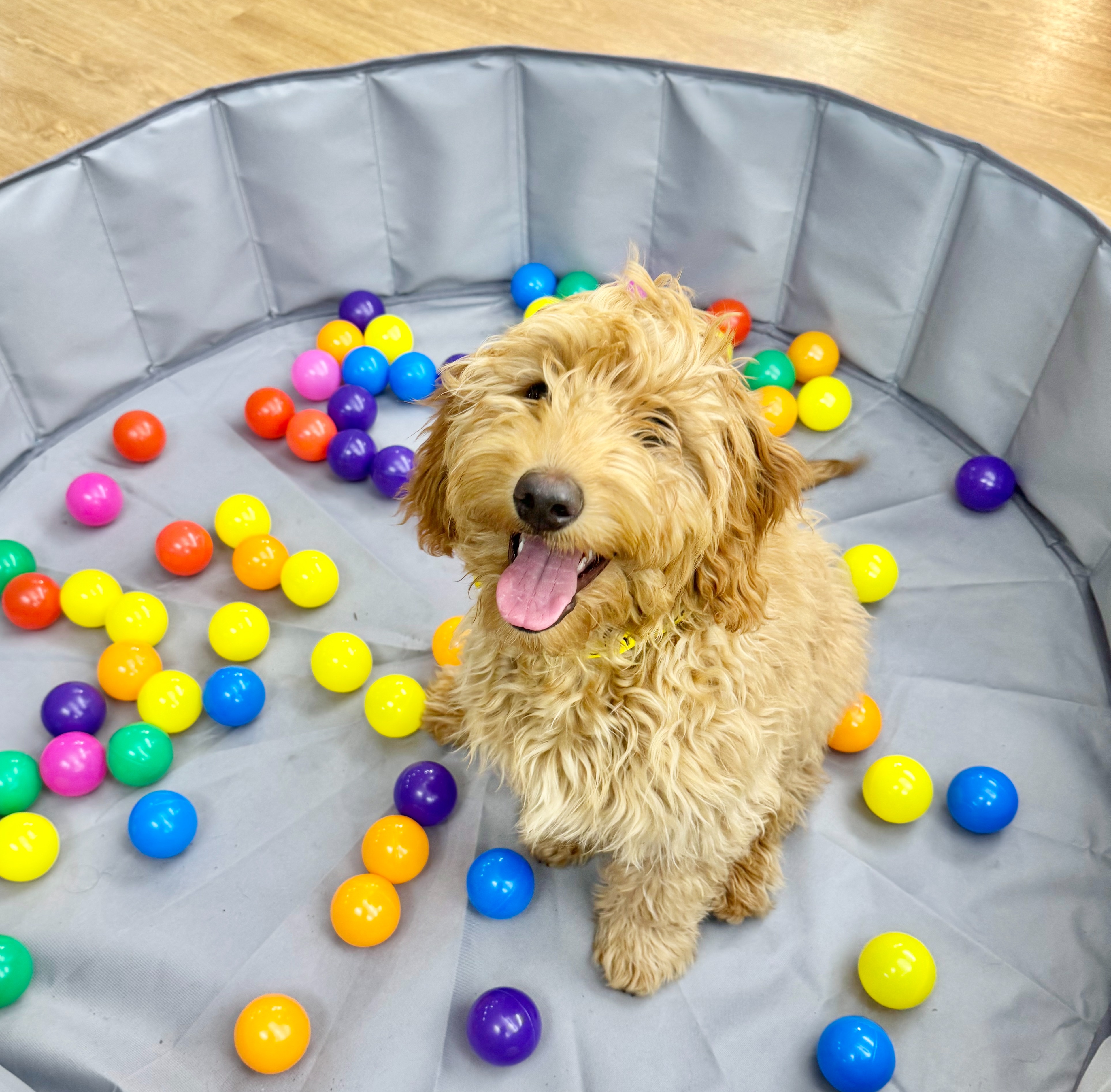 Puppy Playcare at Red Dog Boston thumbnail