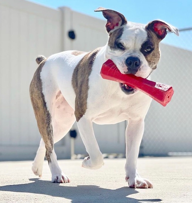 Why Red Dog? thumbnail