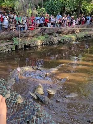 Haller Park, Nature Trails. Crocodile Feeding Show🐊 . . . . . #magicalkenya #safari #hallerparkmombasa #beyondelementken