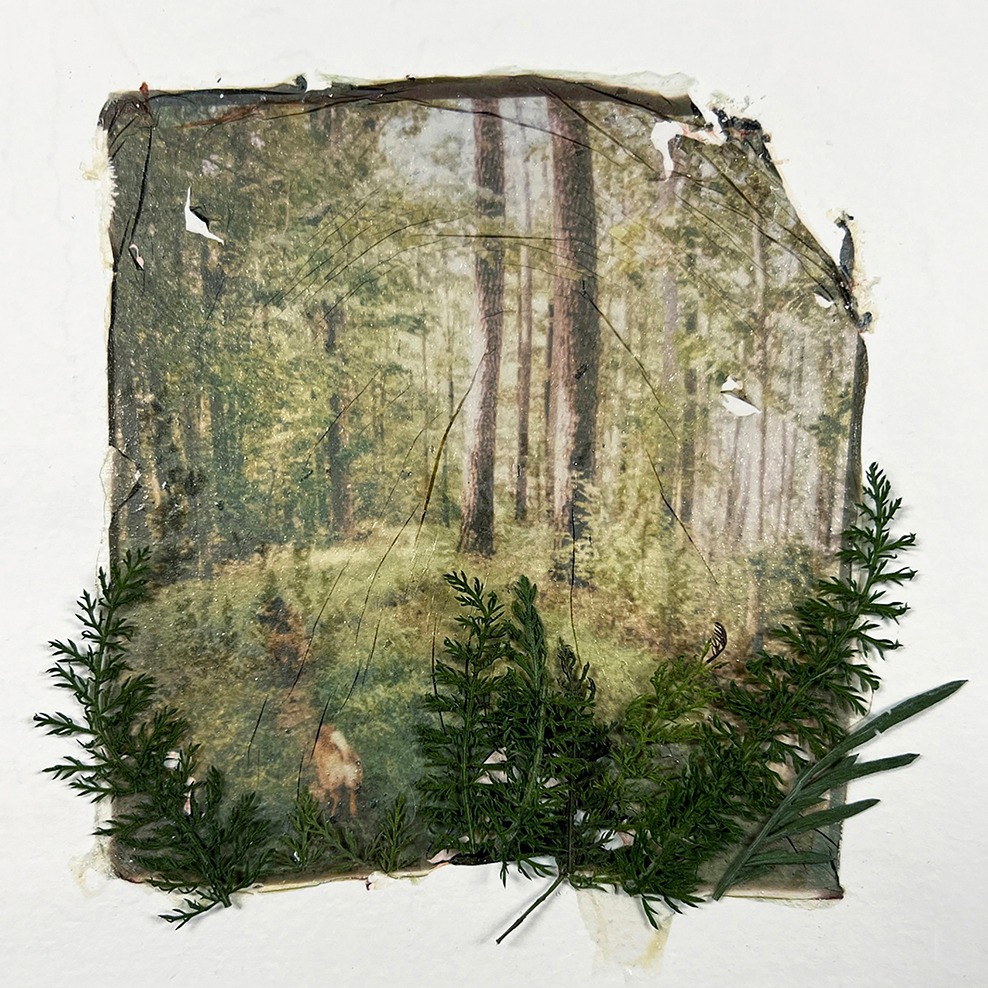 Featured Photographer: Laura Barth’s Emulsion Lift Alchemy thumbnail