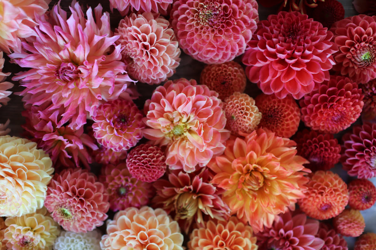 Blumengruss thumbnail