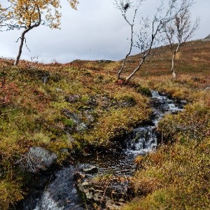 Nettside thumbnail