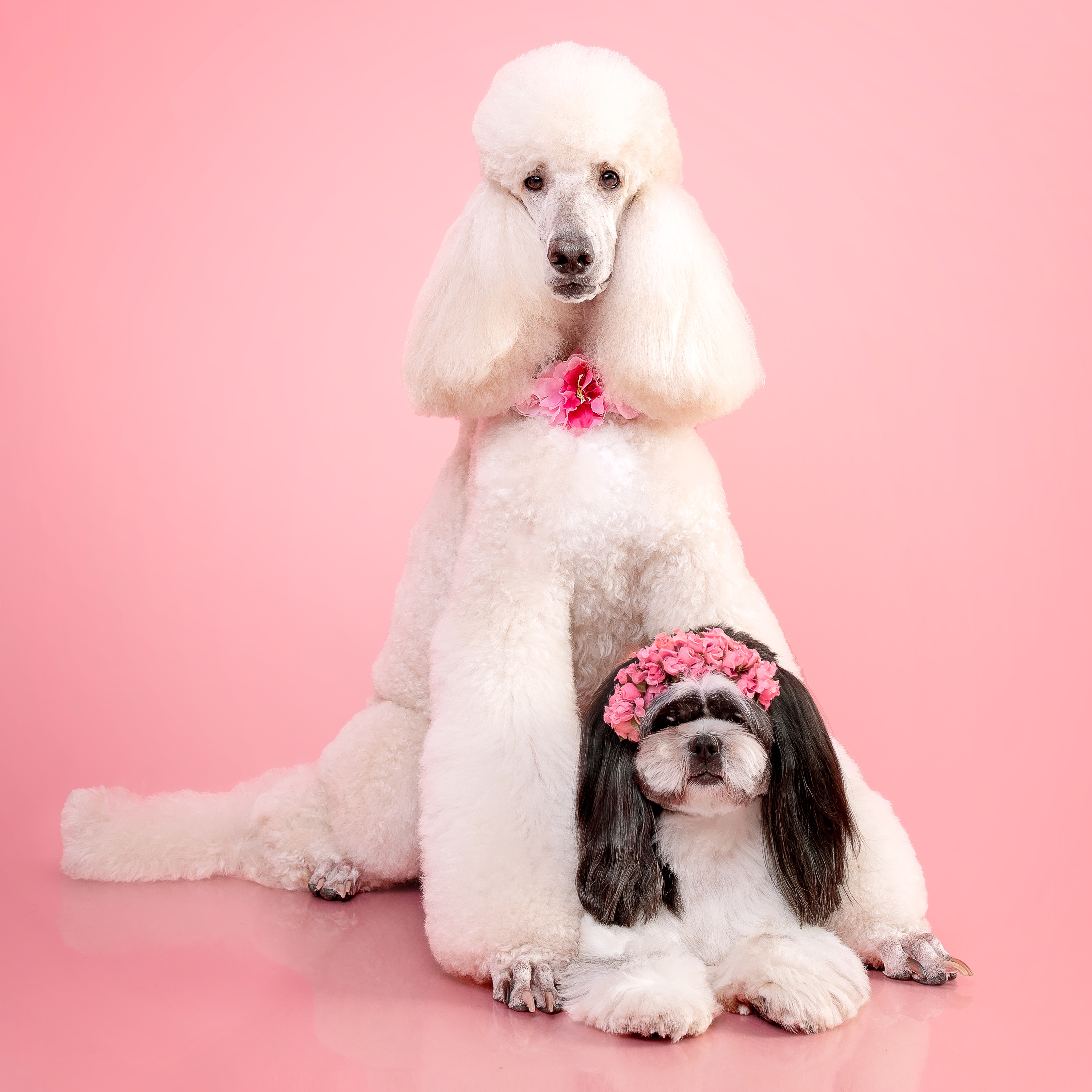 📲 UNIDADE CAMPOLIM  thumbnail