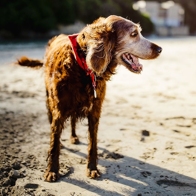 Dog Friendly Beaches thumbnail