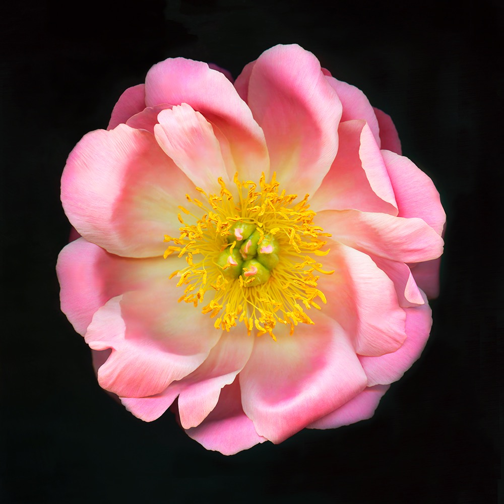 Represented By | Laura Rathe Fine Art thumbnail