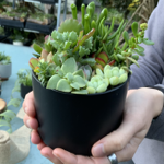 Succulent Pots thumbnail