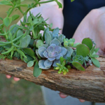 Succulent Log Table Centrepieces thumbnail