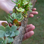 Shop - our totally unique living gifts thumbnail