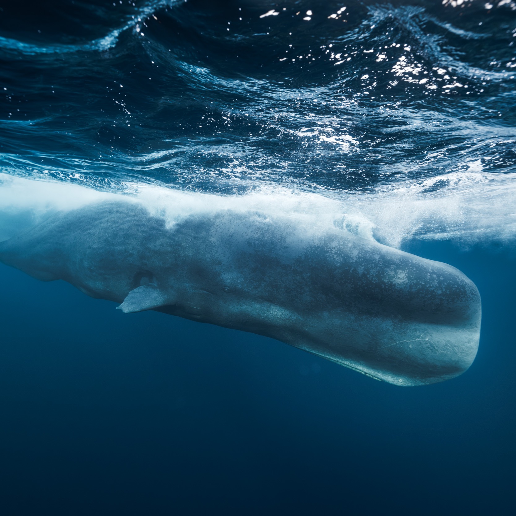The sperm whales at Bleiksdjupet thumbnail