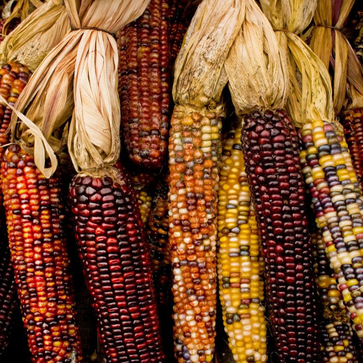 Making and saving seeds with Going to Seed thumbnail