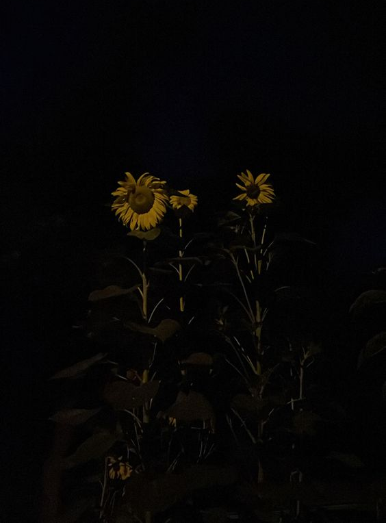 Creaciones Mountruosas - Girasoles thumbnail