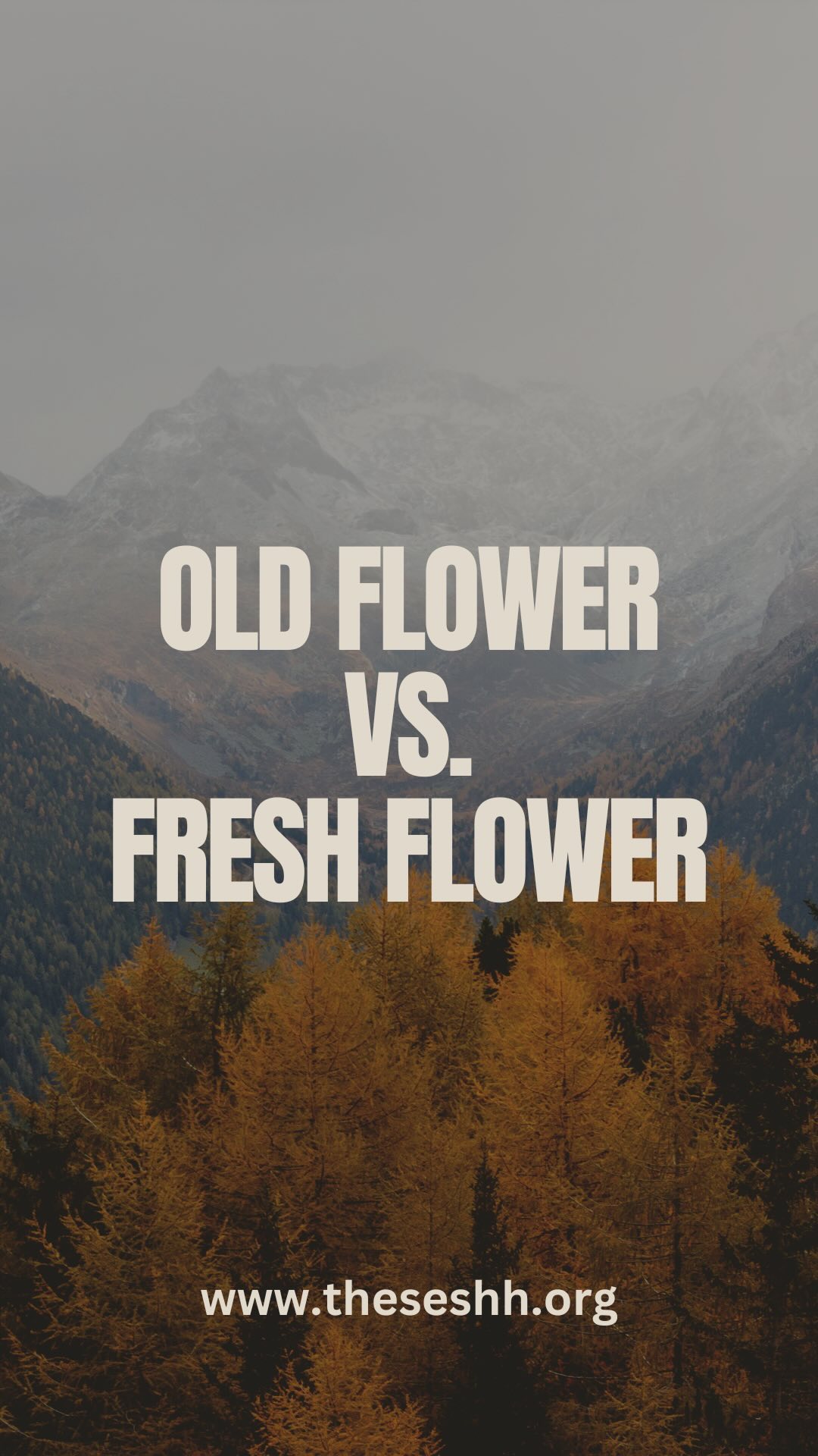 Don’t get caught up buying wack 🍃
Choose your products wisely!
It’s very easy to buy old, molded 🍃
Make sure you are