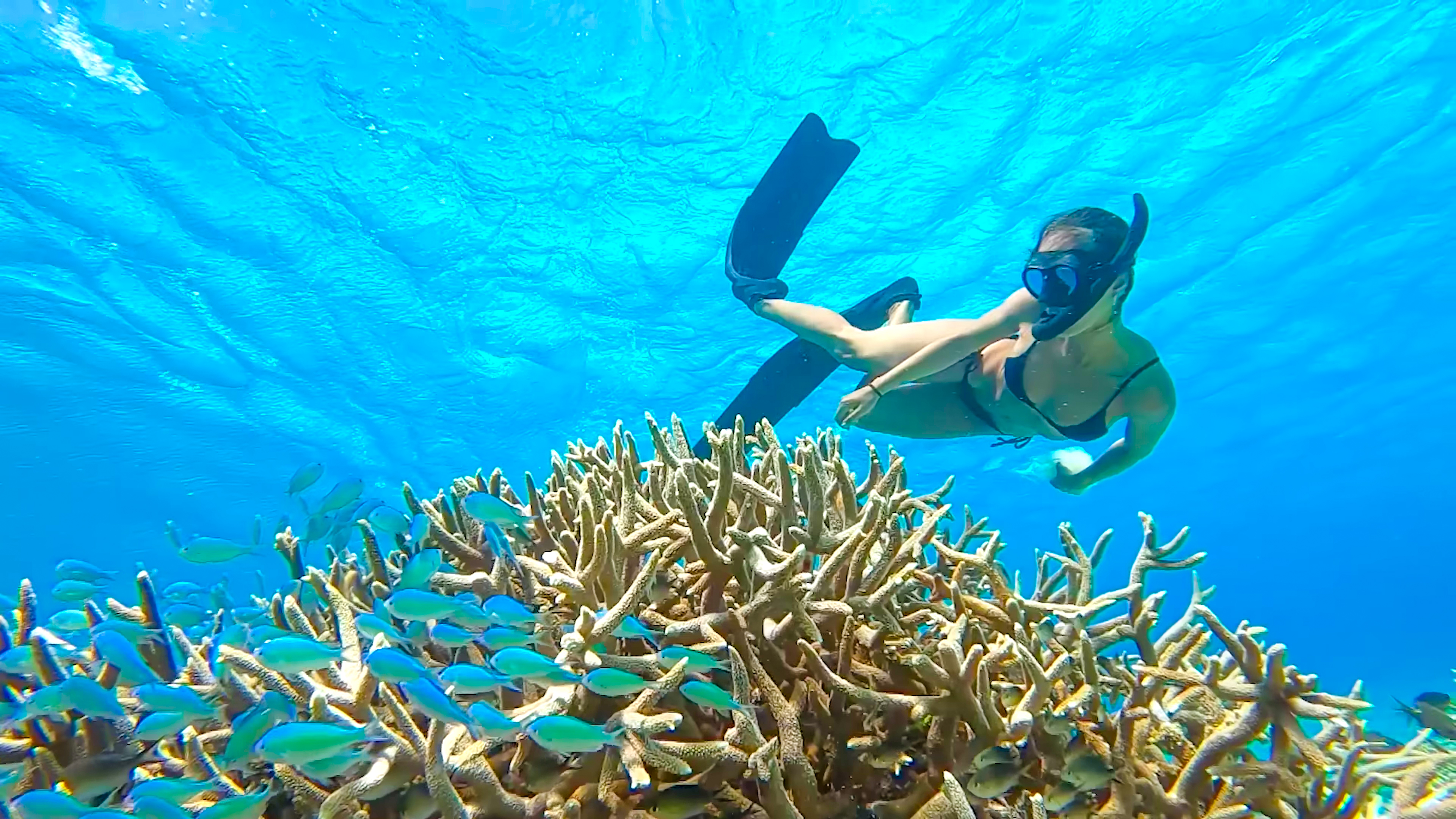 DISCOVER SPECIES ON REMOTE TROPICAL ISLANDS IN HEALTHY CORAL REEFS thumbnail