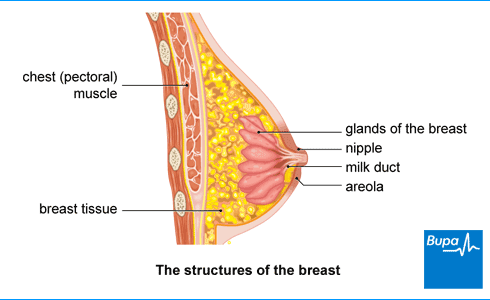 Breast Cancer Symptoms in Hindi thumbnail