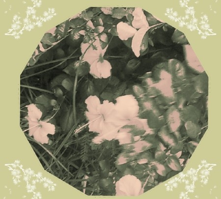 Recanto da Natureza - Álbum  thumbnail