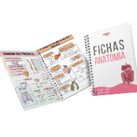 FICHAS anatomia thumbnail