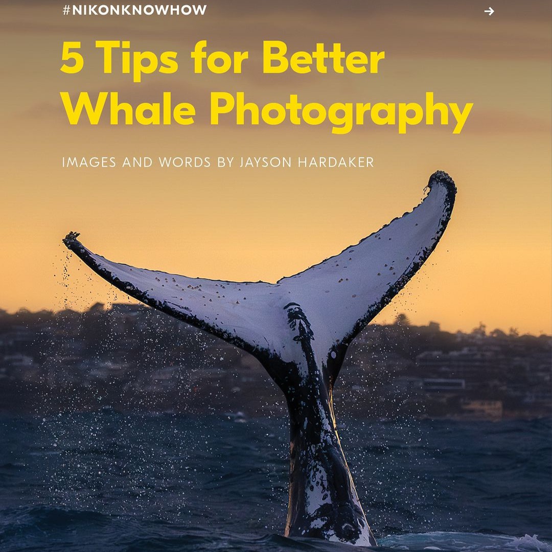 #NikonKnowHow - 5 tips to level up your whale photography thumbnail